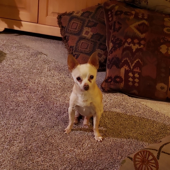 Meet your Posher, Brenda, ~HipFarmChick Designs~ - Picture 11 of 16